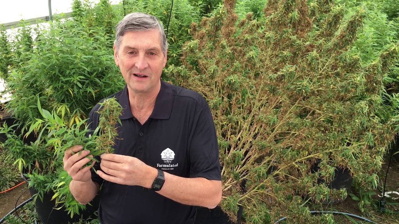 Troyer Farms officials start Farmulated, growing hemp, producing CBD oil