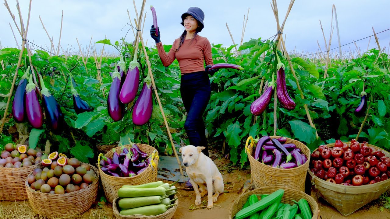 Harvest, Sell, Cook: Eggplants, Gourds, Passionfruit, Plums – Feeding Ducks and Chickens