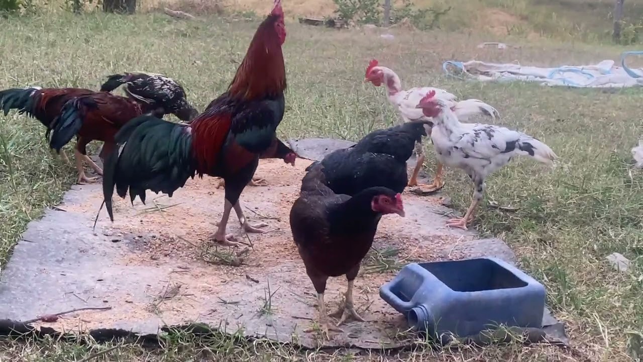 គ្រួសារមាន់/ អោយចំនីមាន់ទៀតហើយ🐓🐓
