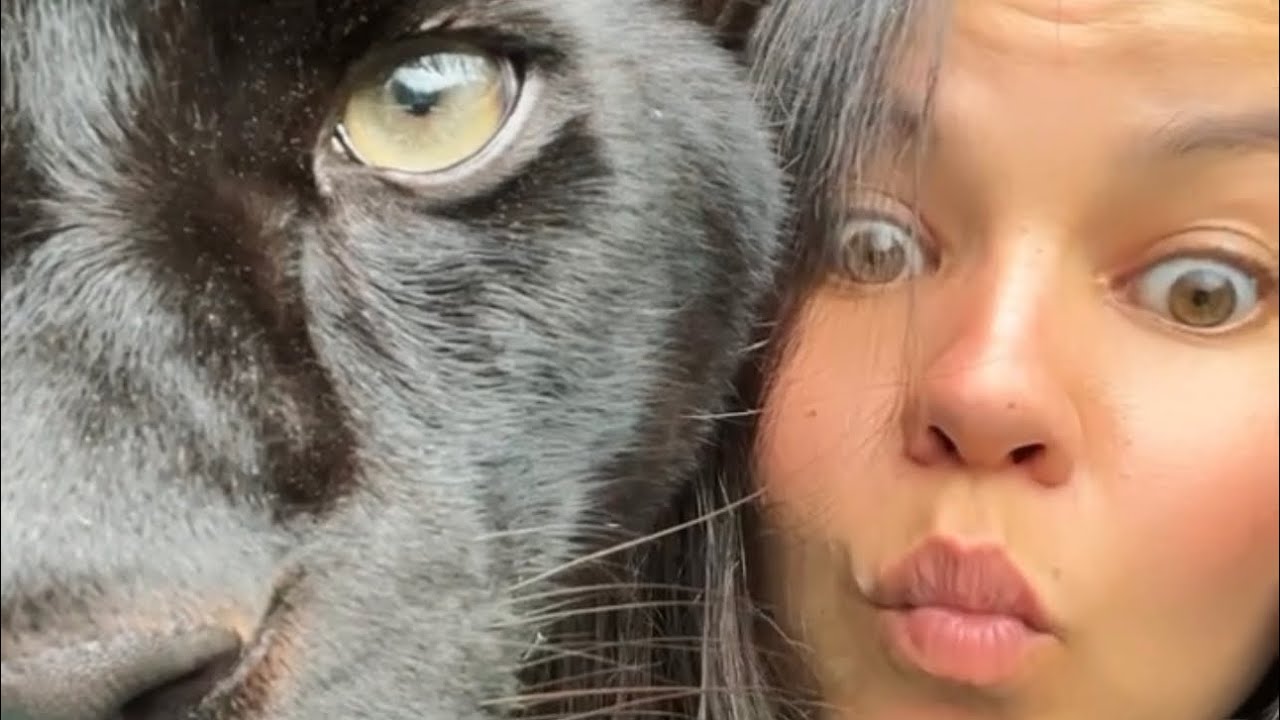 Недовольная пантера Луна😑🐆