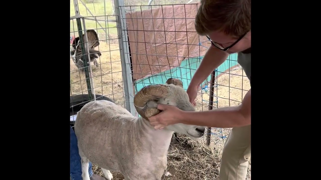 Removing overgrown horns from ram