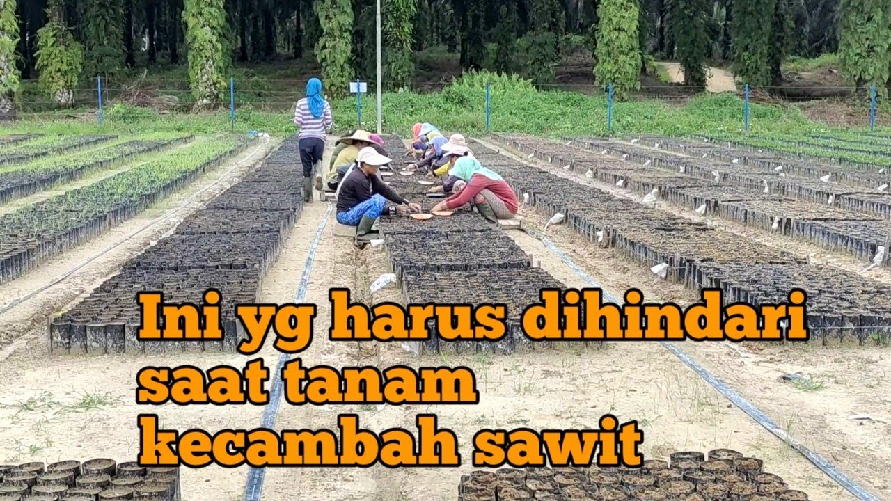 Tanam kecambah sawit || Yg harus dilakukan dan dihindari saat penanaman