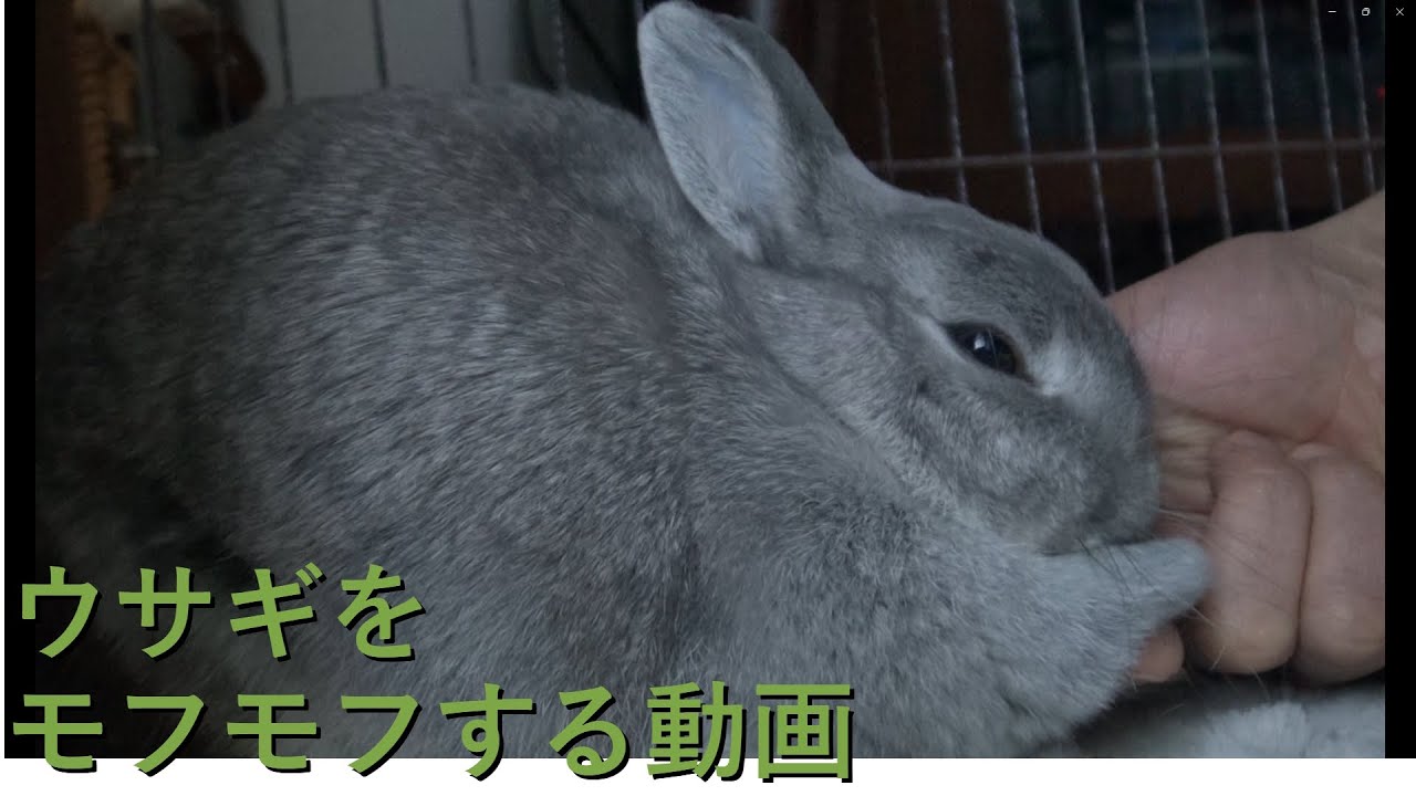 ウサギのもふもふに癒される動画(頭と顔を中心になでなで)