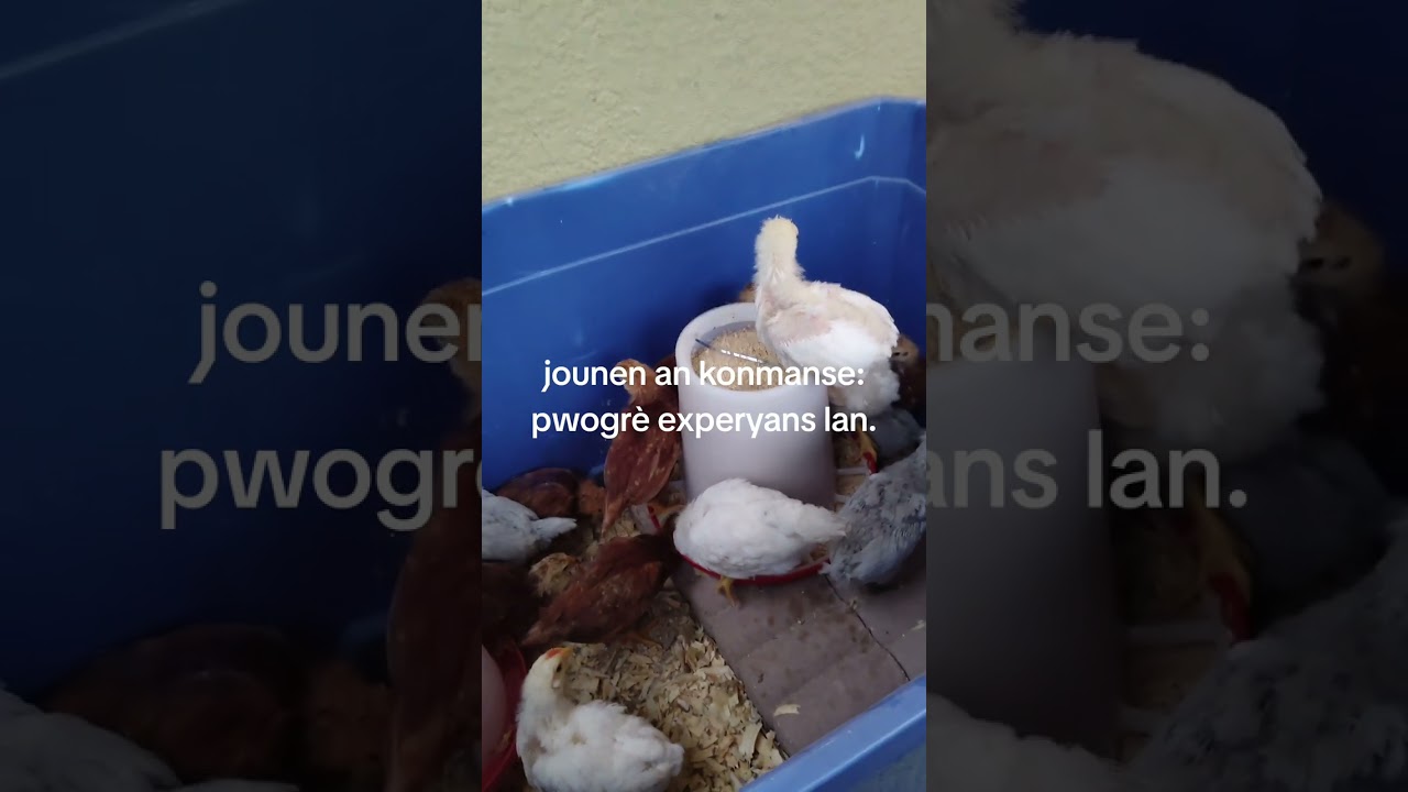 Elvaj poul: leve ti poul jis yo konmanse ponn ze.