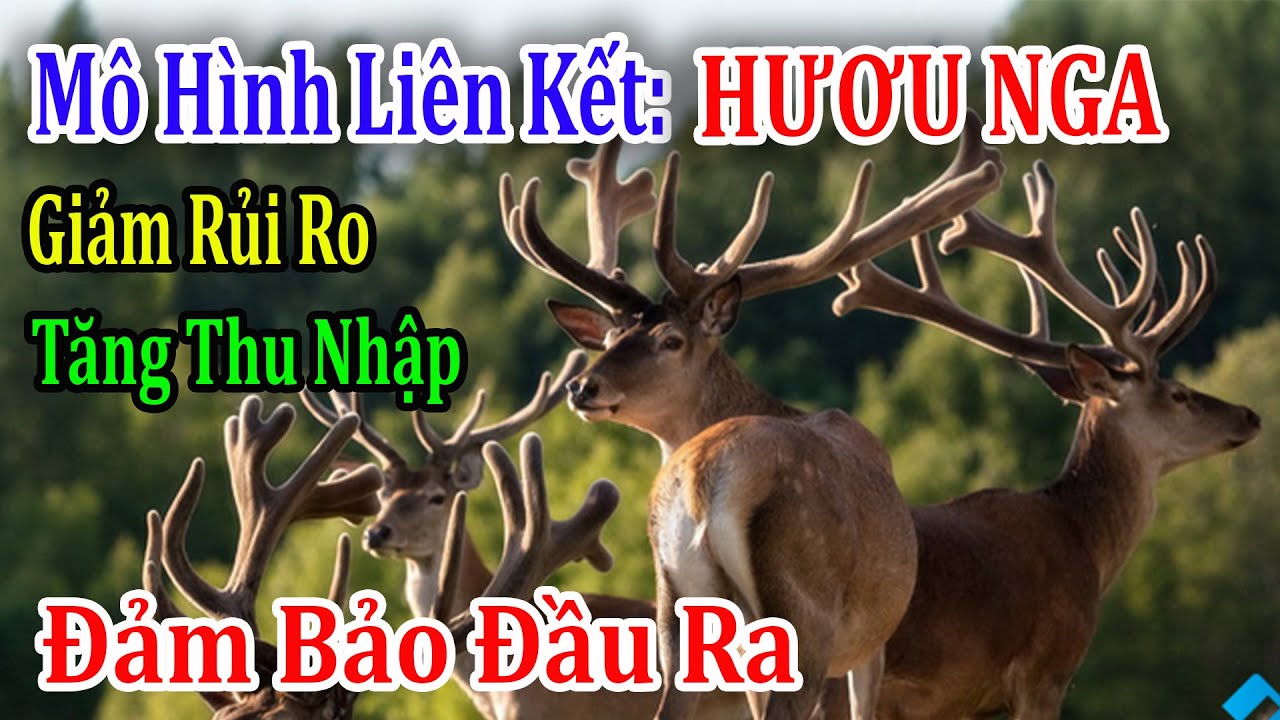 Nông Dân Đổi Đời Nhờ Mô Hình Liên Kết Hươu Nga Xuất Khẩu/Giảm Rủi Ro- Tăng Thu Nhập- Đảm Bảo Đầu Ra