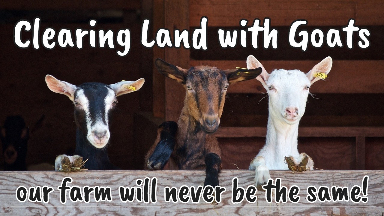 Clearing land with goats. What you need to know.