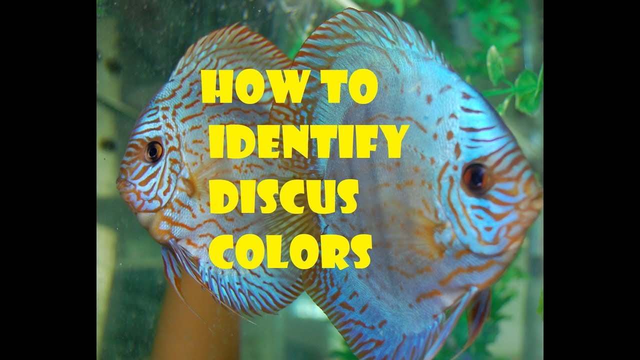 Domestic strains explained PART 1 I DISCUS DIVANA