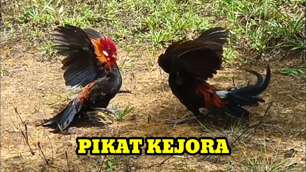 WAWW..DAPAT AYAM HUTAN BESAR DAN AGRESIF