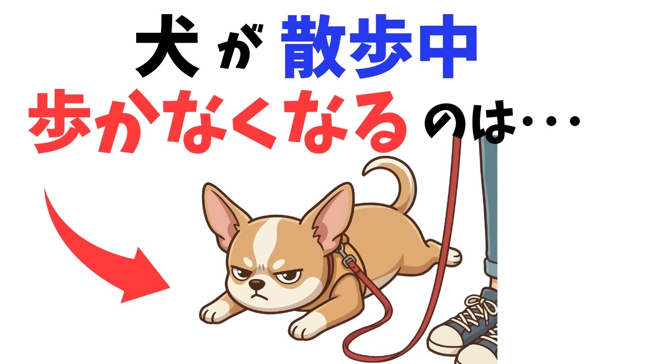 【9割は知らない】犬の散歩の真実7選