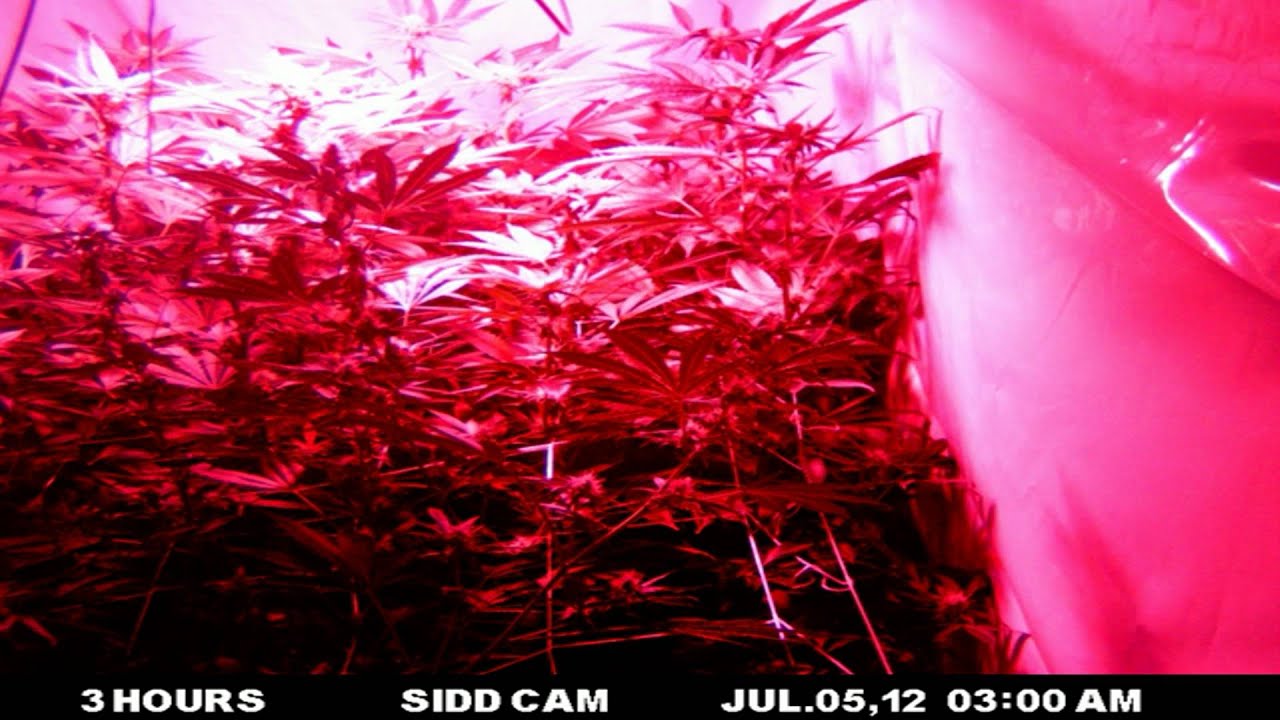 Sour Kush Hydro LED Grow Harvest Finished on stop motion