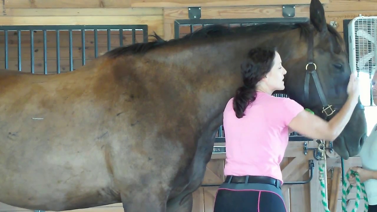 New Concept on Pulling the Mane your Performance and Pleasure Horse