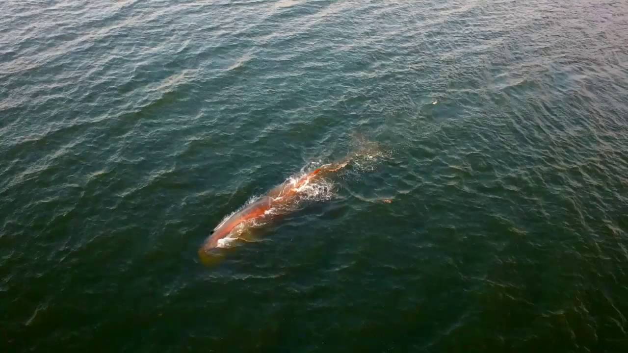 Kaskelothval i Vejle 2016