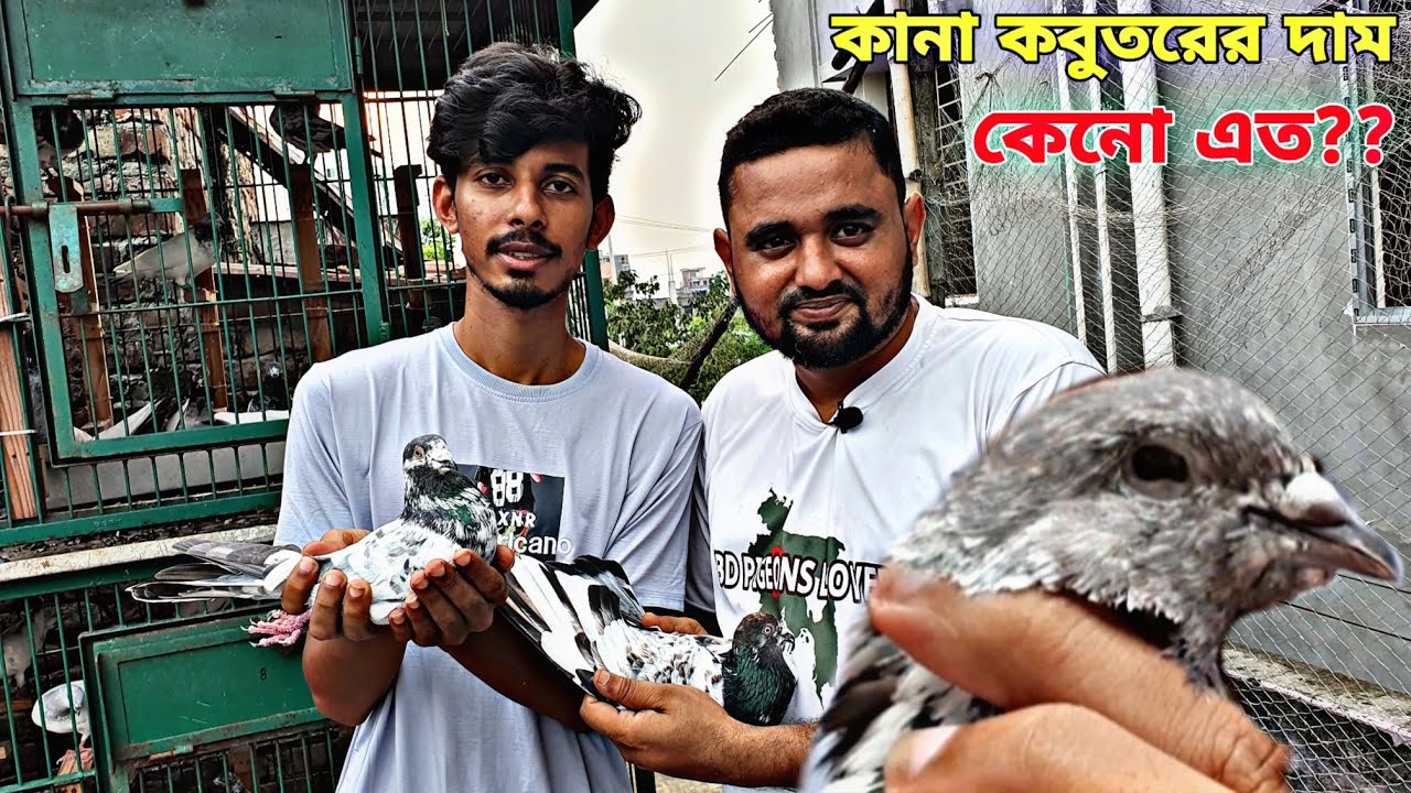 সজল ভাইয়ের বাসায় সবচেয়ে দামি কবুতর কোনটি,চলুন দেখি।