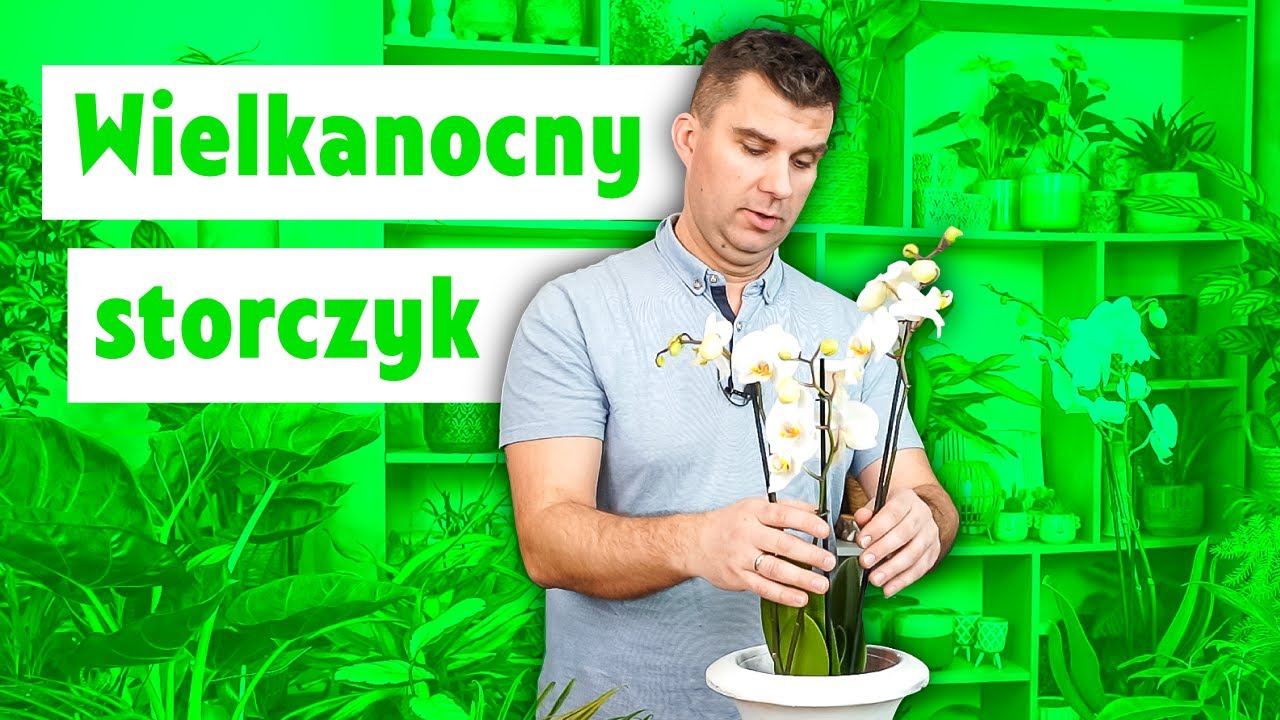 Moja propozycja dekoracji storczyka. Jak zajmować się storczykiem. Wielkanocna dekoracja.