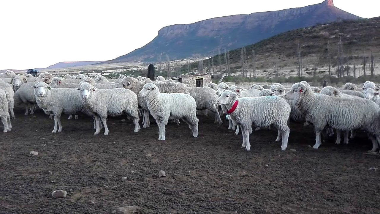 Amayirha farming in Ntabethemba (khwezi)
