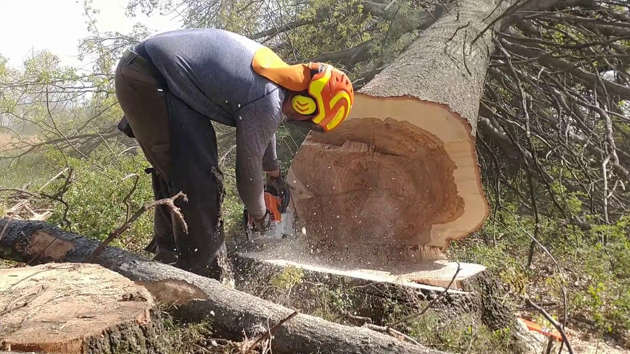 Stihl ms 661 Felling PinOak 3