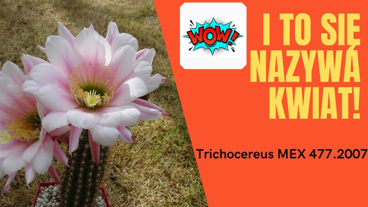 Moje kaktusy #3 TRICHOCEREUS MEX 477.2007 - mój pierwszy kwitnący Trichocereus