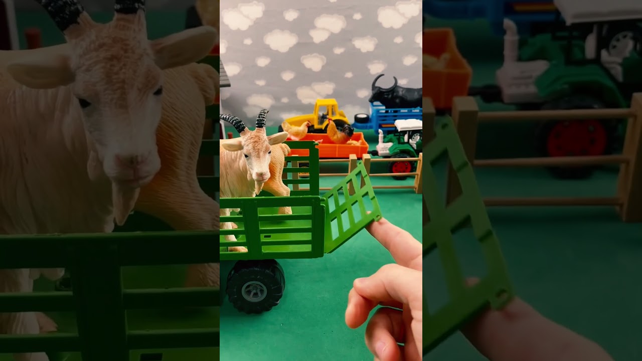 BIG PIG ON THE FARM / GRANDE PORCO NA FAZENDA