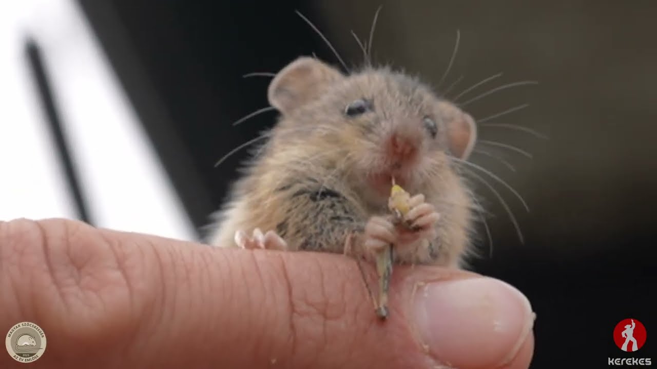 Mouse of Hungary