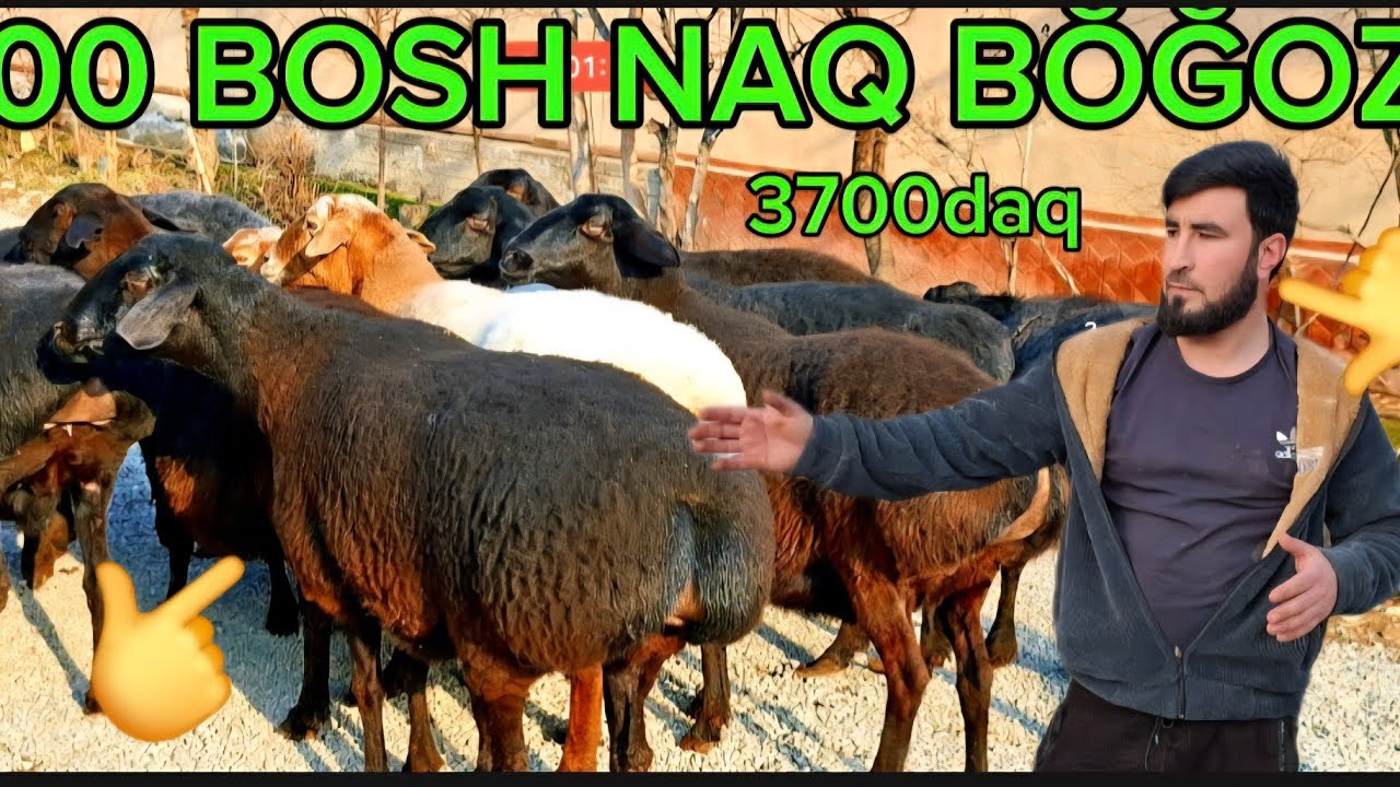 3700 DAN  YŎLDASH AKAMIZGA 200 BOSH NAQ BŎĞOZ 10 KUDA TUĞADIGAN SOVLIQ ZŎRLARI KELDI HISORI
