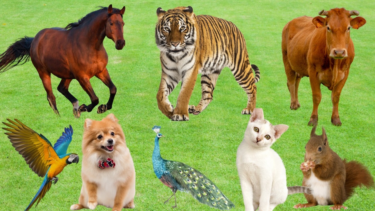 Learn About Animal Features: Giraffe, Elephant, Tiger, Cow, Horse, Parrot, Peacock-Animal Sounds