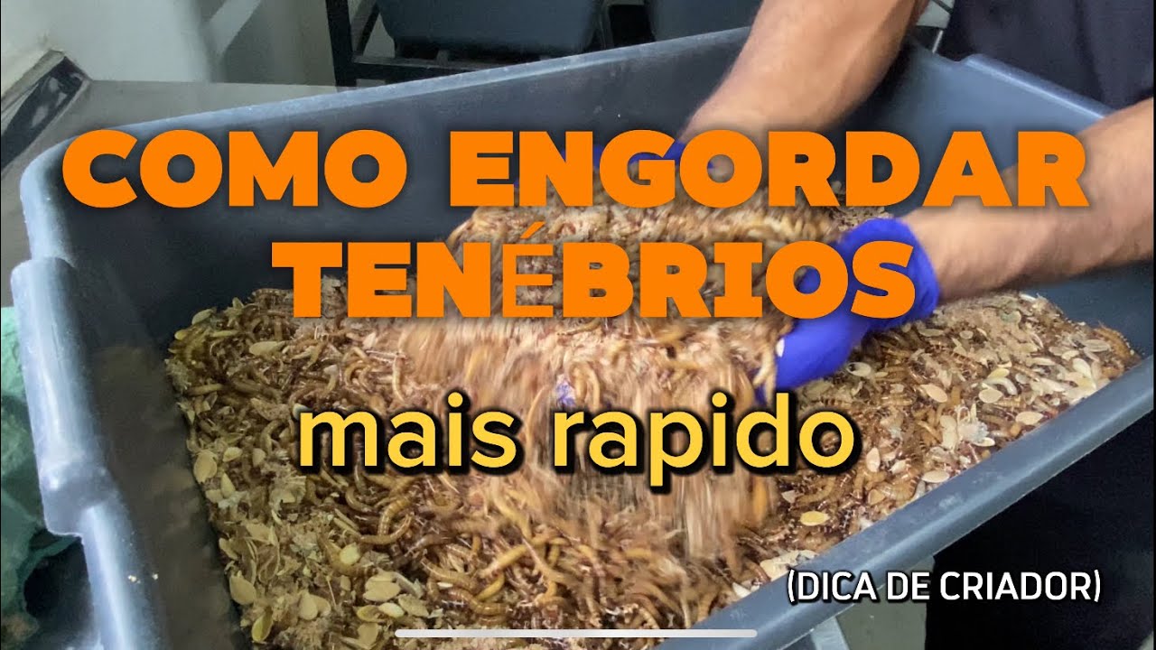 Como aumentar minha criação de tenébrios | DICA DE CRIADOR