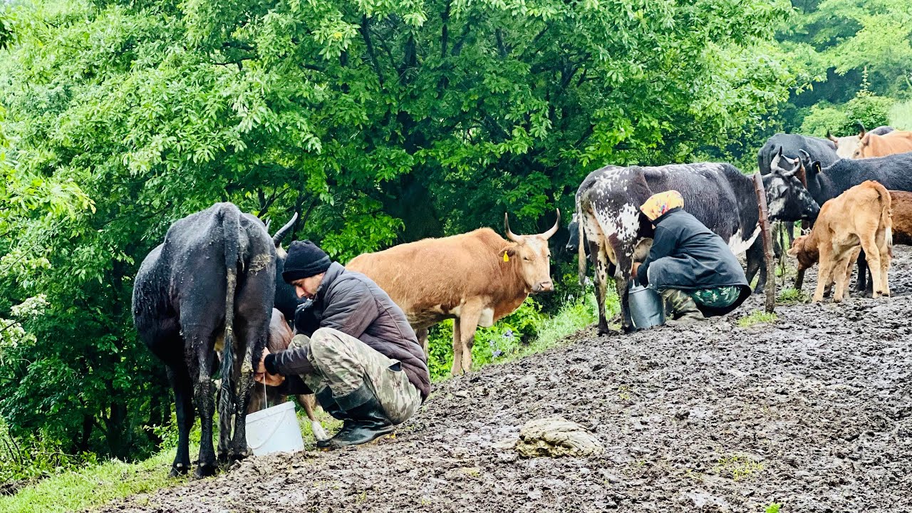 The Beginning of Spring Rain and Nomadic Life in the Mountains
