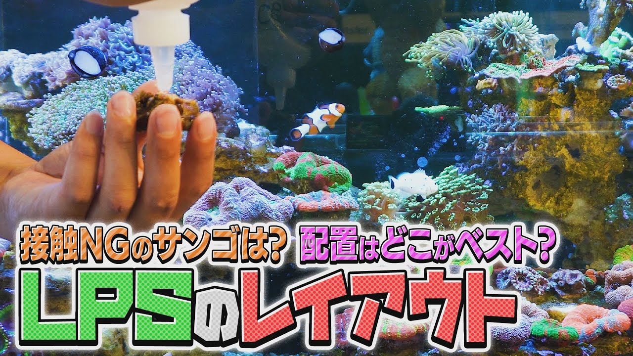 これぞ奥義! 第二弾　LPS水槽のレイアウト方法《サンゴ水槽》【2022年8月号 vol.2】
