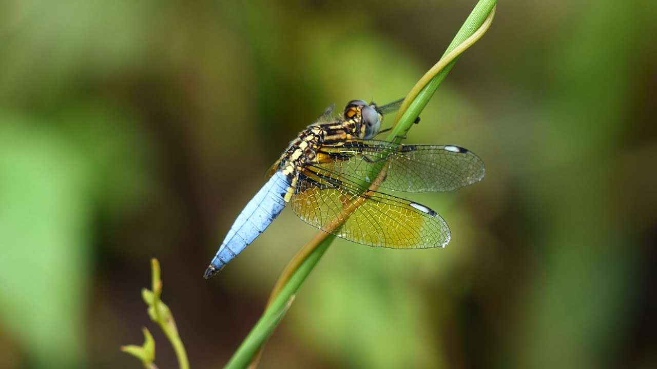 Xuan Son, Vietnam Dragonflies