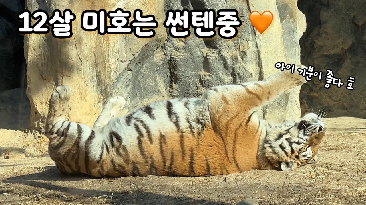 썬텐도하고 호기심도 많은 펜자 빼닮은 #미호 🐯 #서울대공원 #Amurtiger