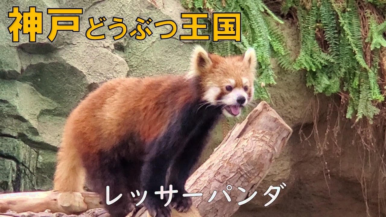 レッサーパンダと動物たちに癒やされた「神戸どうぶつ王国」Red Panda