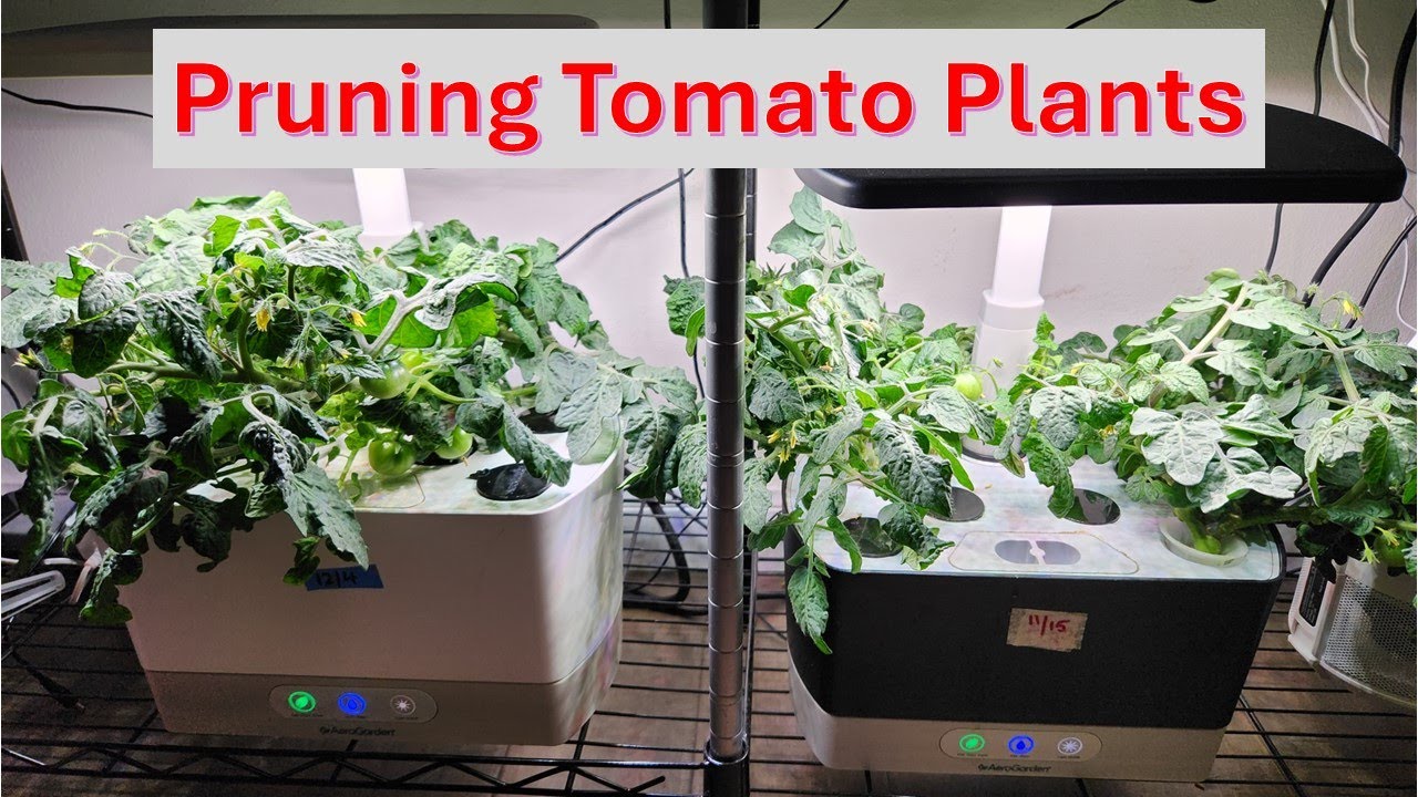 How to prune tomato plants | Aerogarden Harvest & Hydroponics | Pruning | Trimming | Maintenance