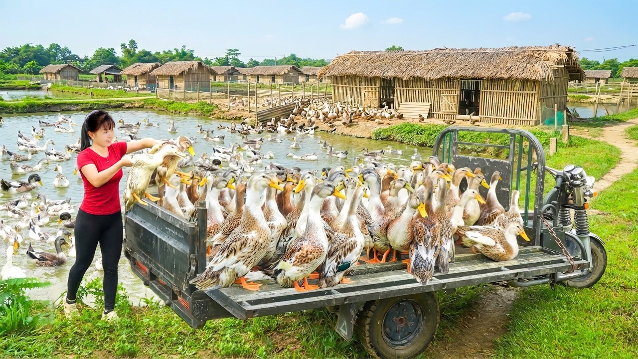 TIMELAPSE -- GIANT DUCK HARVEST -- Transporting with My 3-Wheeled Truck to Market SELL