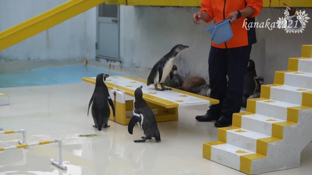 おたる水族館 ペンギンショー・仔ペンギンが参加しました