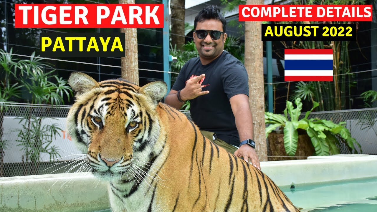 Tiger Park Pattaya || Playing with a Real Tiger in Tiger Park Pattaya Thailand || Software Traveller