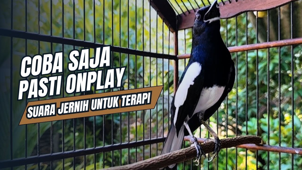 suara BURUNG kacer GACOR ngeplong KONSLET Tarung ini Paling Ampuh buat PANCINGAN KACER agar EMOSI