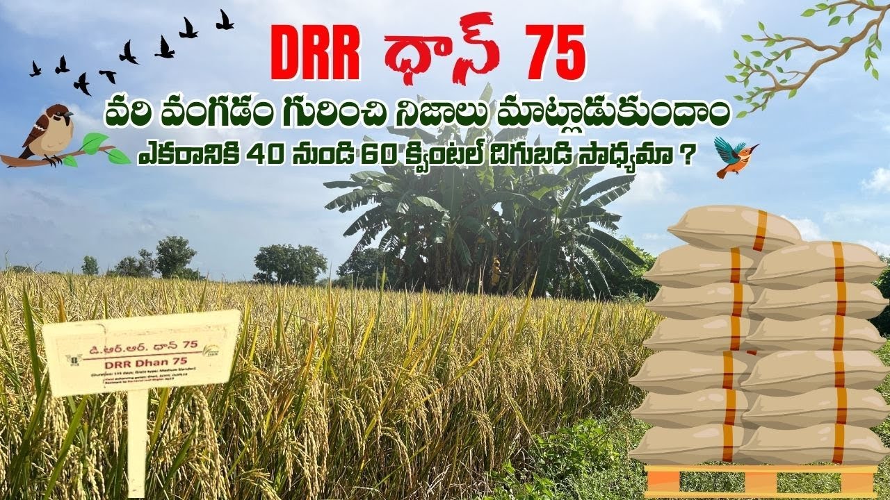 DRR DAN 75 PADDY SEEDS || ధాన్ 75 వరి రకం అధిక దిగుబడిని ఇస్తుందా | |  DRR DAN 75 SEEDS IN TELUGU