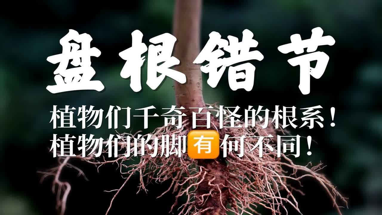 关于不同植物的根系！