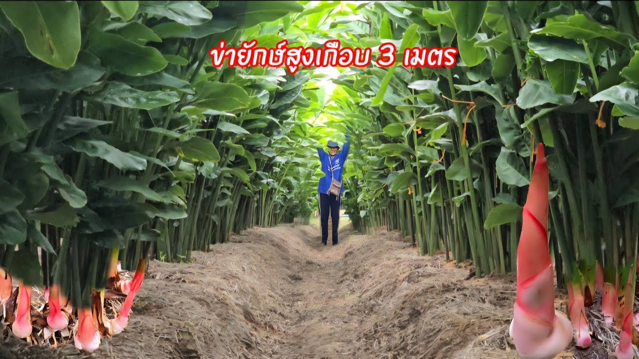 ปลูกข่ายักษ์ใหญ่ขุดขายตลอดปี!!ขายได้ขายดีมีเท่าไหร่ก็ไม่พอ