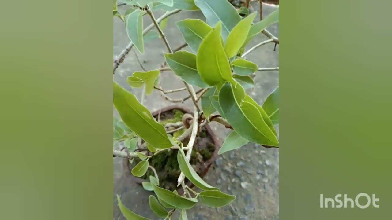 🌳 training bonsai 🌳