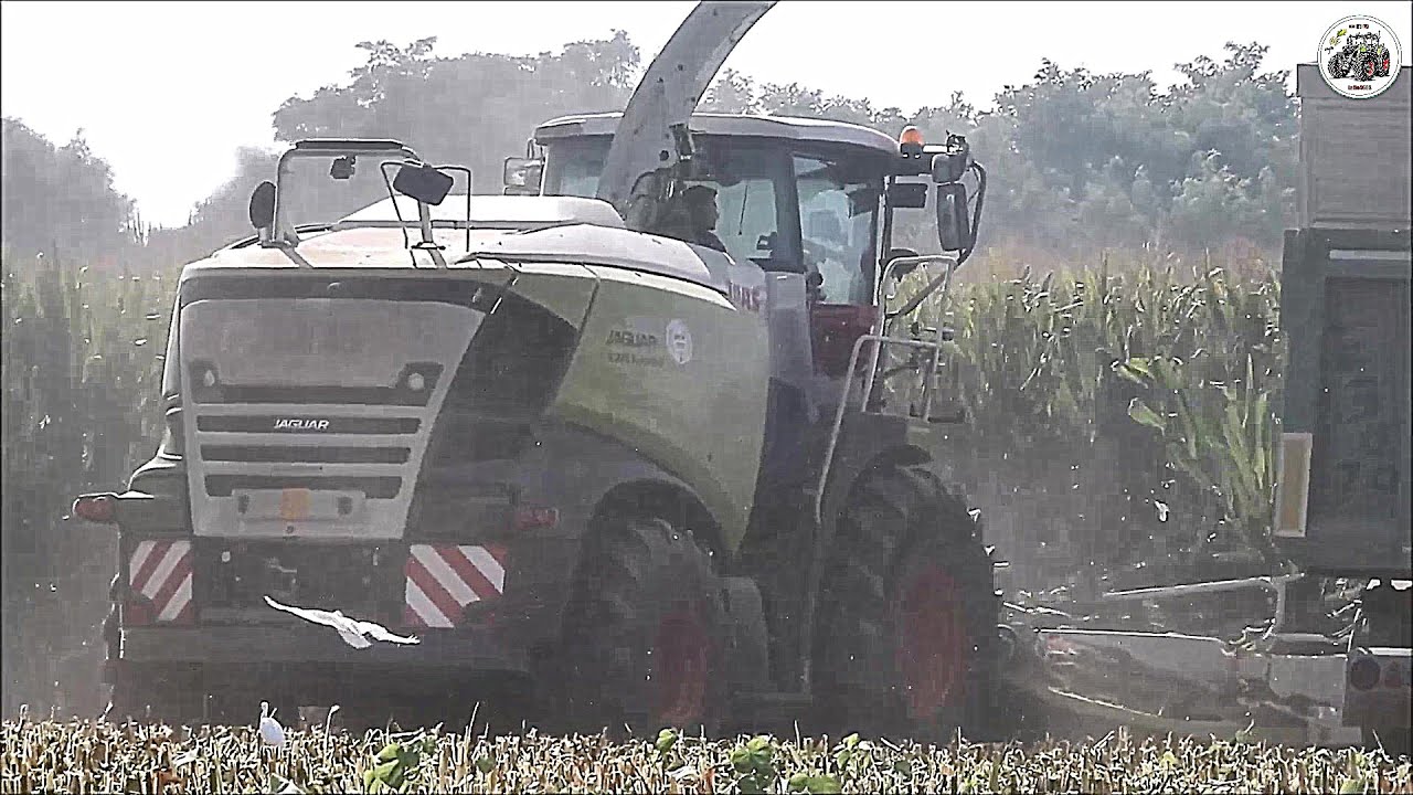 Claas Jaguar 980 (498) & 4 Fendt + Ravizza - COPETA - Insilato mais 2021