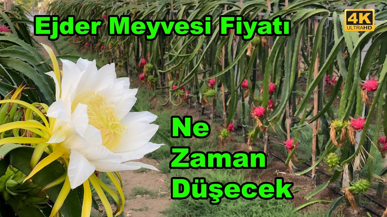 Süper Meyve Ejder Meyvesi Fiyatı Ne Zaman Düşecek?