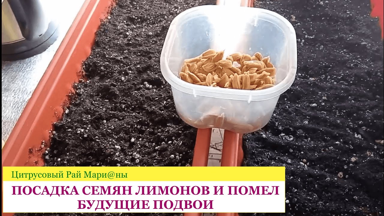 Посадка семян лимонов и помел. Будущие подвои/ Цитрусовый Рай МариАны