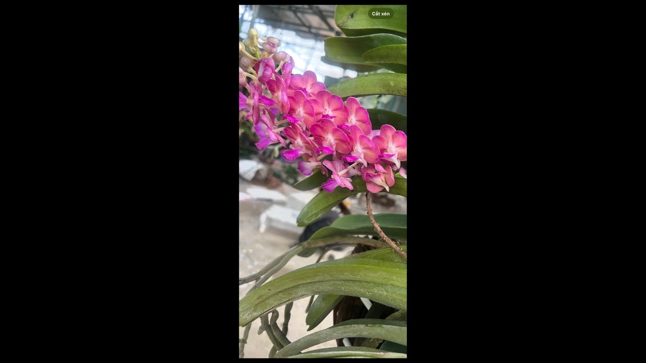 Sàn Hoa Lan 0936147233 xả lan đẹp