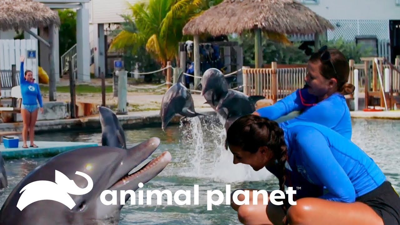 Demonstra&ccedil;&otilde;es incr&iacute;veis de intelig&ecirc;ncia dos golfinhos| O Incr&iacute;vel Mundo Animal | Animal Planet