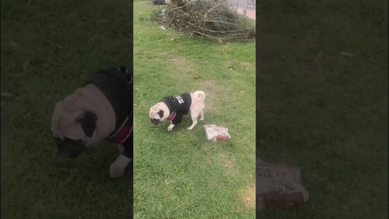 The Toby and Luna's Adventure. Hoy presentamos: Hermanos en el parque. 