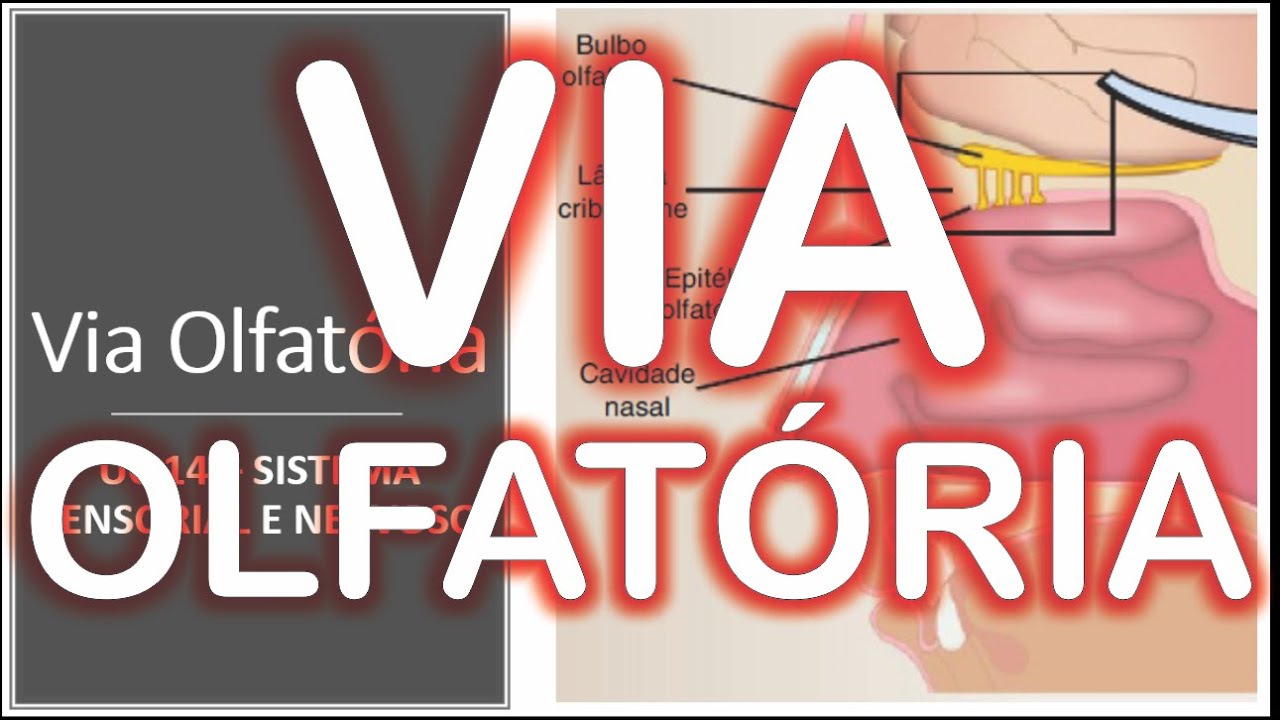 Via Olfatória (1º Par dos nervos cranianos) - Sistema Sensorial e Nervoso