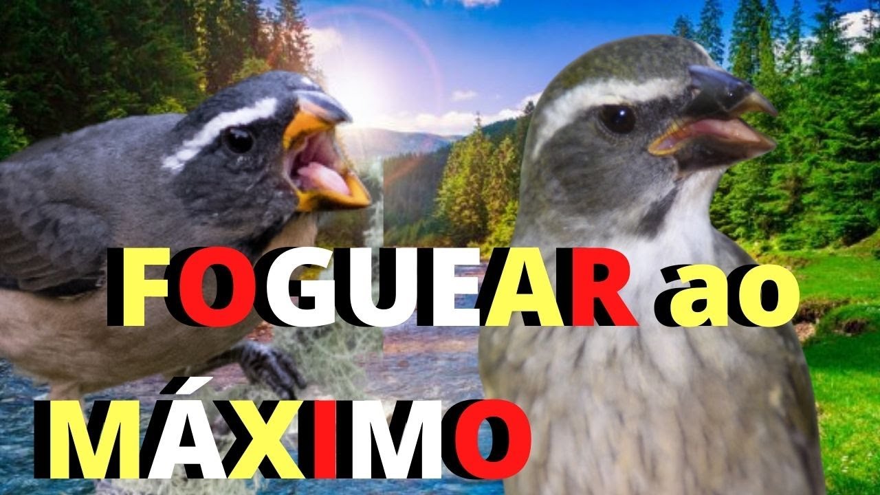 MELHOR F&Ecirc;MEA DE TRINCA FERRO MAXIANDO E CANTANDO E MELHOR CANTO DE TRINCA FERRO PARA ESQUENTAR