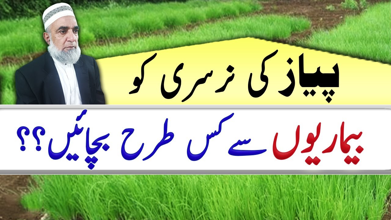 How to control diseases of onion nursery || Crop Reformer