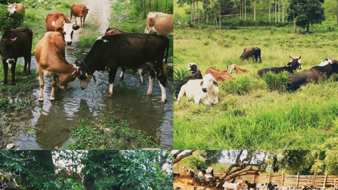 The KAMULI MIXED MODEL FARM kakiri.  My dad's life story.  Mr Simpson William Kyanda 